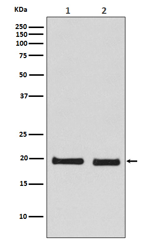 Western blot analysis of Skp1 expression in (1) 293T cell lysate; (2) NIH/3T3 cell lysate