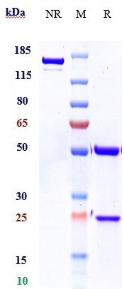Anti-FGF23 Reference Antibody (burosumab) on SDS-PAGE under reducing (R) condition