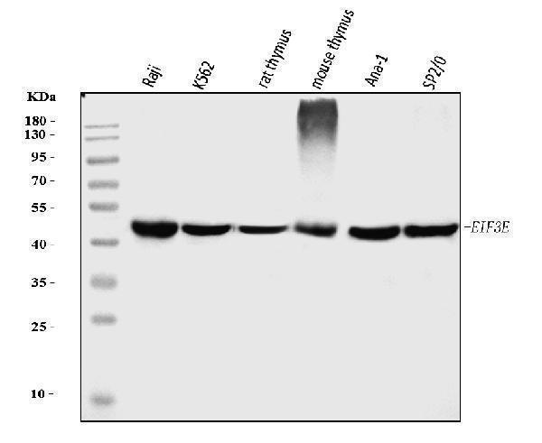  Western blot analysis of EIF3E using anti-EIF3E antibody (M00481-1)
