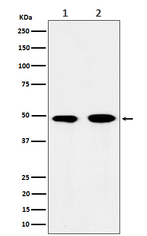 Western blot analysis of eIF3e expression in (1) 293T cell lysate; (2) Jurkat cell lysate