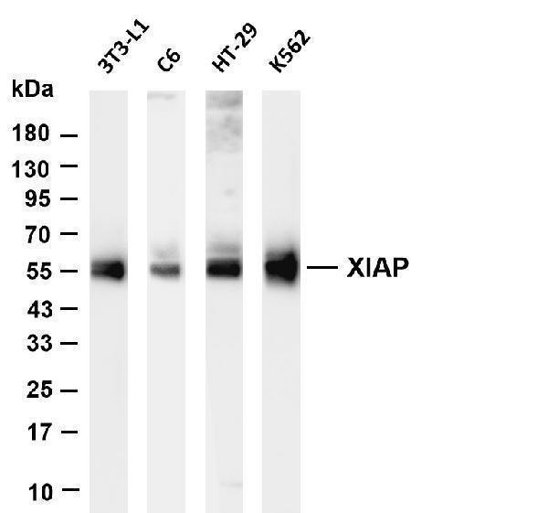 m00482 2 xiap primary antibodies wb testing 1