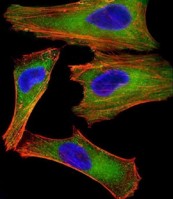 m00482 anti xiap antibody if testing 1