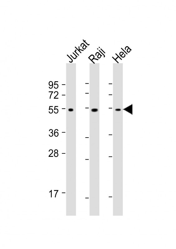 m00482 anti xiap antibody wb testing 2