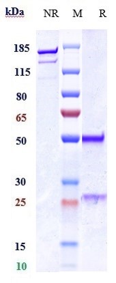 Anti-MPL/TPOR/CD110 Reference Antibody (TA136) on SDS-PAGE under reducing (R) condition