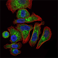 Immunofluorescence analysis of GC7901 cells using EPO monoclonal antibody (green)