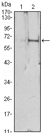 Western blot analysis using EPO monoclonal antibody against HEK293 (1) and EPO-hIgGFc transfected HEK293 (2) cell lysate