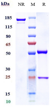 Anti-NOTCH3 Reference Antibody (Genentech patent anti-Notch3) on SDS-PAGE under reducing (R) condition