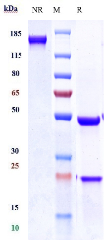 Anti-NOTCH3 Reference Antibody (tarextumab) on SDS-PAGE under reducing (R) condition