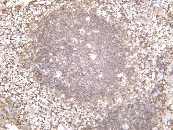 Mouse spleen was stained with anti-Syk rabbit antibody