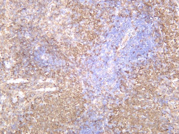 Rat spleen was stained with anti-Syk rabbit antibody
