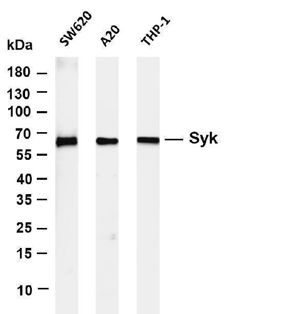 m00490 1 syk primary antibodies wb testing 1