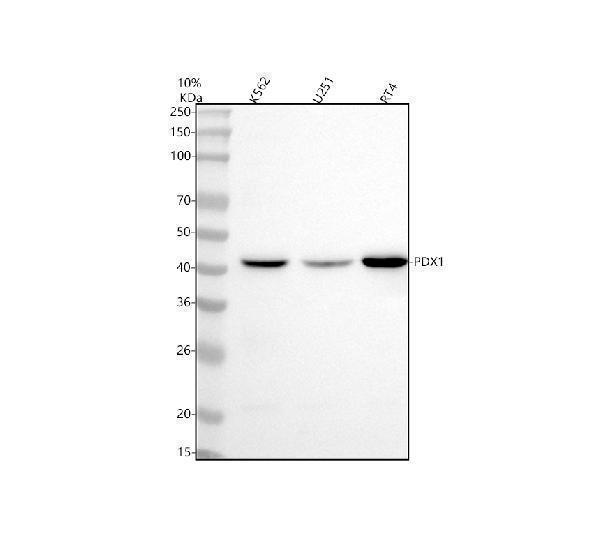  Western blot analysis of PDX1 using anti-PDX1 antibody (M00491)