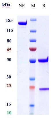 Anti-IL-1RL1/ST2/IL-33R Reference Antibody (astegolimab) on SDS-PAGE under reducing (R) condition