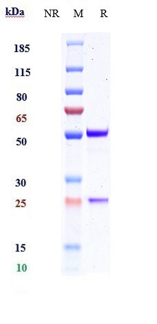 Anti-IL-1RL1/ST2/IL-33R Reference Antibody (melrilimab) on SDS-PAGE under reducing (R) condition