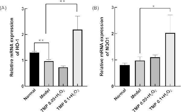 Effects of TMP on mRNA changes in HepG2 cells