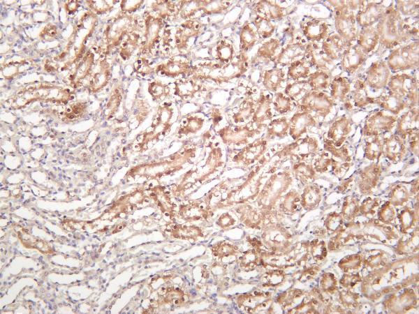 Rat kidney was stained with anti-NQO1 rabbit antibody