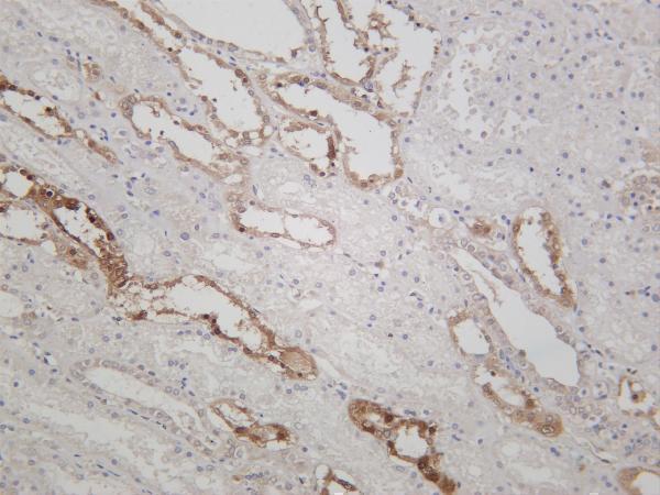 Human kidney was stained with anti-NQO1 rabbit antibody