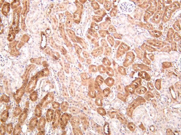 Mouse kidney was stained with anti-NQO1 rabbit antibody