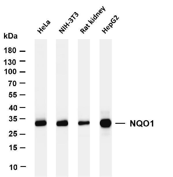 m00494 3 nqo1 primary antibodies wb testing 1