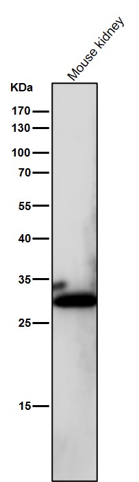 m00494 wb8