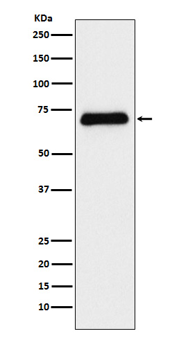Western blot analysis of Serotonin transporter expression in Human fetal liver lysate