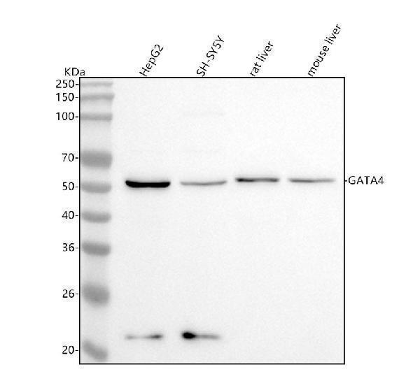 Western blot analysis of GATA4 using anti-GATA4 antibody (M00499-1)