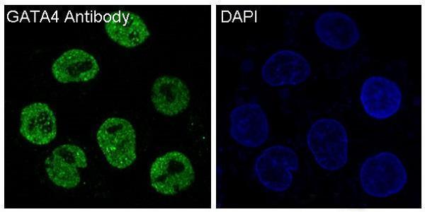 Immunofluorescent analysis of HepG2 cells, using GATA4 Antibody 