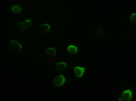 Anti-GATA4 mouse monoclonal antibody (M00499-2) immunofluorescent staining of COS7 cells transiently transfected by pCMV6-ENTRY GATA4