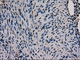 m00499 2 anti gata4 mouse monoclonal antibody clone id oti9f9 ihc testing 4