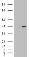 m00499 2 anti gata4 mouse monoclonal antibody clone id oti9f9 wb testing 1