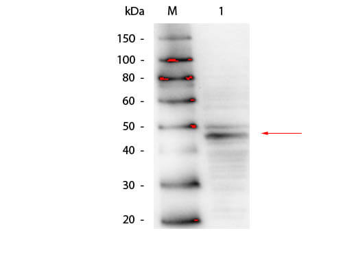 Western Blot of Mouse anti-GATA4 Antibody