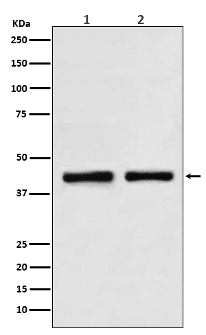 Western blot analysis of SNF5 in (1) HeLa cell lysate; (2) K562 cell lysate