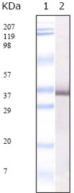 m00501 sars primary antibodyes wb testing 1