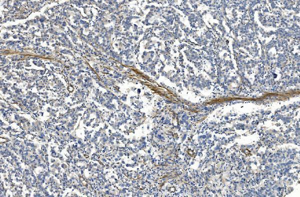 m00502 2 flna primary antibodies ihc testing 3_1