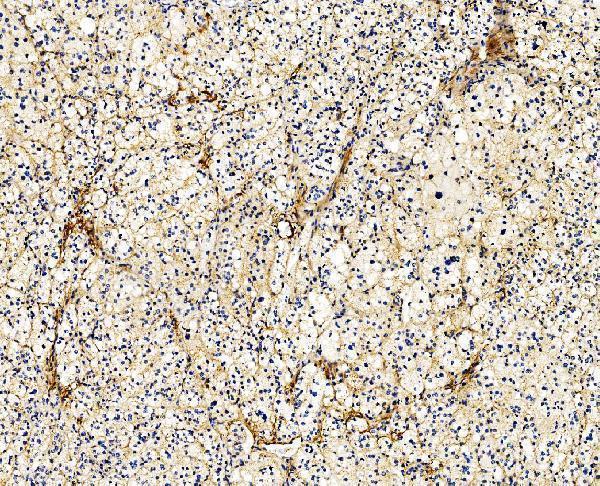 m00502 2 flna primary antibodies ihc testing 4_1