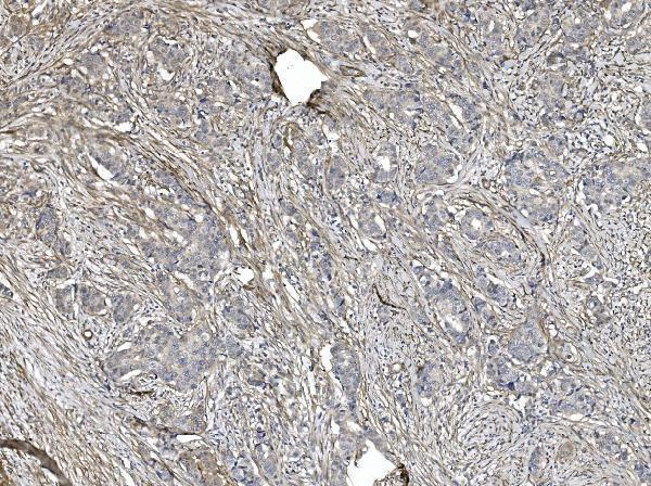 m00502 2 flna primary antibodies ihc testing 7_1