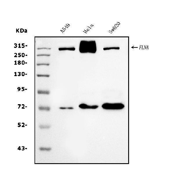 m00502 2 flna primary antibodies wb testing 1_1