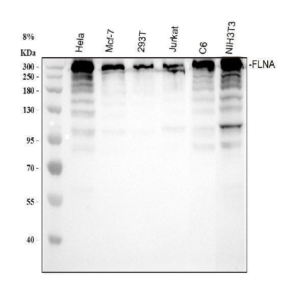 m00502 flna primary antibodies wb testing 1