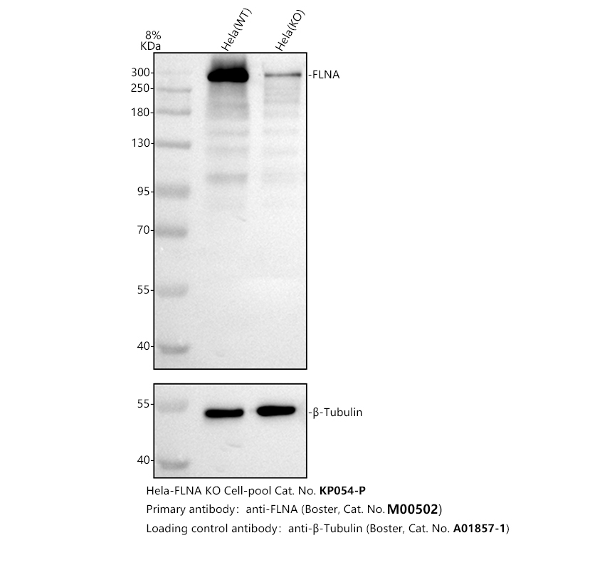 m00502 flna primary antibodies wb testing 2