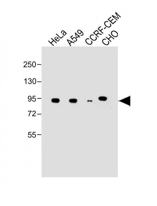 All lanes : Anti-NR3C1 at dilutionLane 1: HeLa whole cell lysateLane 2: A549 whole cell lysateLane 3: CCRF-CEM whole cell lysateLane 4: CHO whole cell lysateLysates/proteins at 20 µg per lane