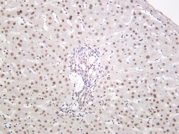 Human liver was stained with anti-Glucocorticoid Receptor rabbit antibody
