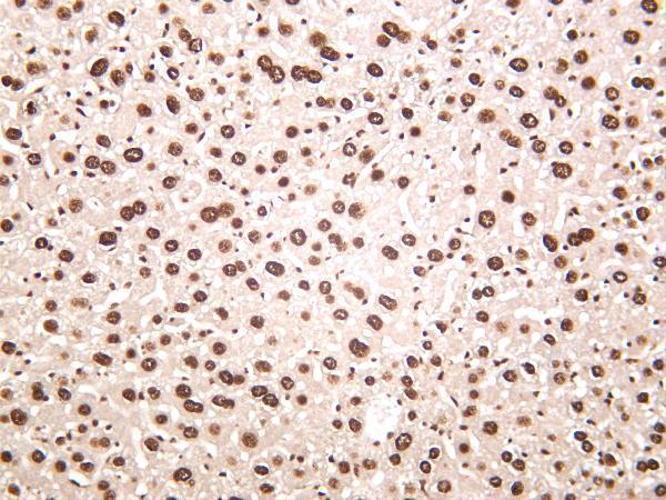 Mouse liver was stained with anti-Glucocorticoid Receptor rabbit antibody