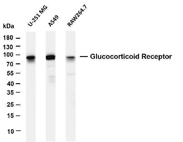 m00503 4 nr3c1 primary antibodies wb testing 1