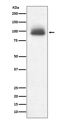 Western blot analysis of GR expression in A431 cell lysate