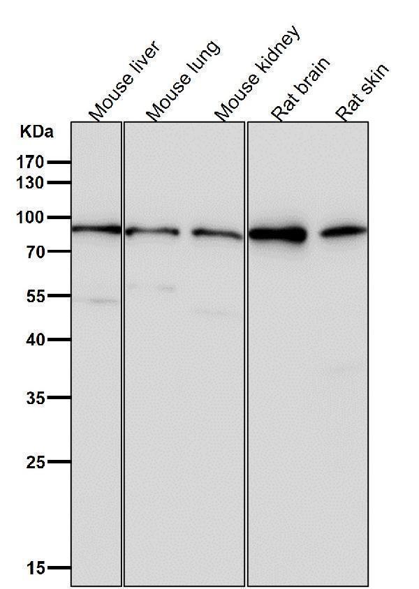 All lanes use the Antibody at 1:3W dilution for 1 hour at room temperature