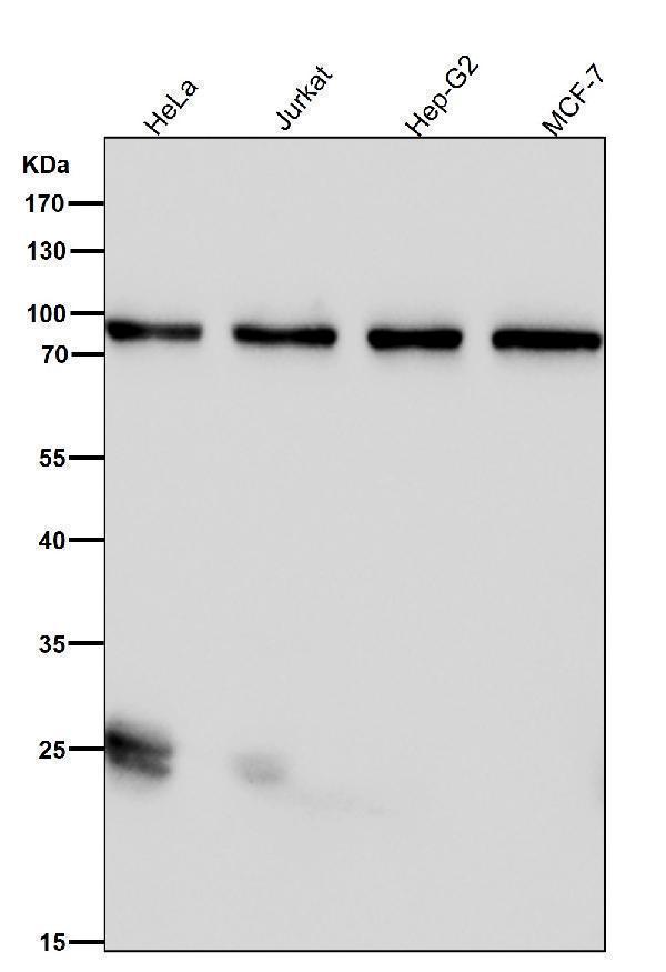 All lanes use the Antibody at 1:3W dilution for 1 hour at room temperature