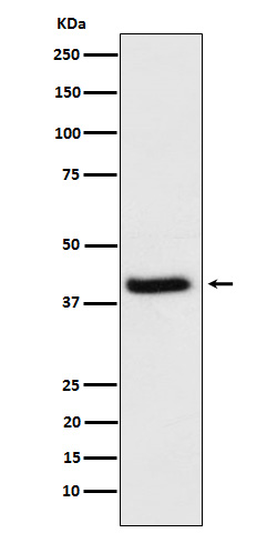 Western blot analysis of HFE expression in HeLa cell lysate