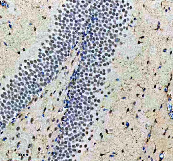 m00507 1 sf3b1 primary antibodies ihc testing 7