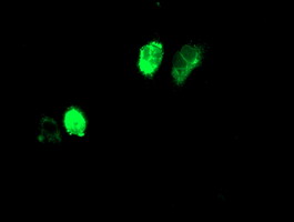 m00509 1 anti adiponectin adipoq mouse monoclonal antibody clone id oti1b2 if testing 7