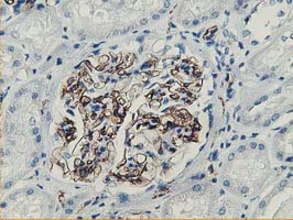m00509 1 anti adiponectin adipoq mouse monoclonal antibody clone id oti1b2 ihc testing 4